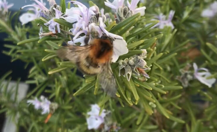 Eine Welt ohne Bienen ist undenkbar